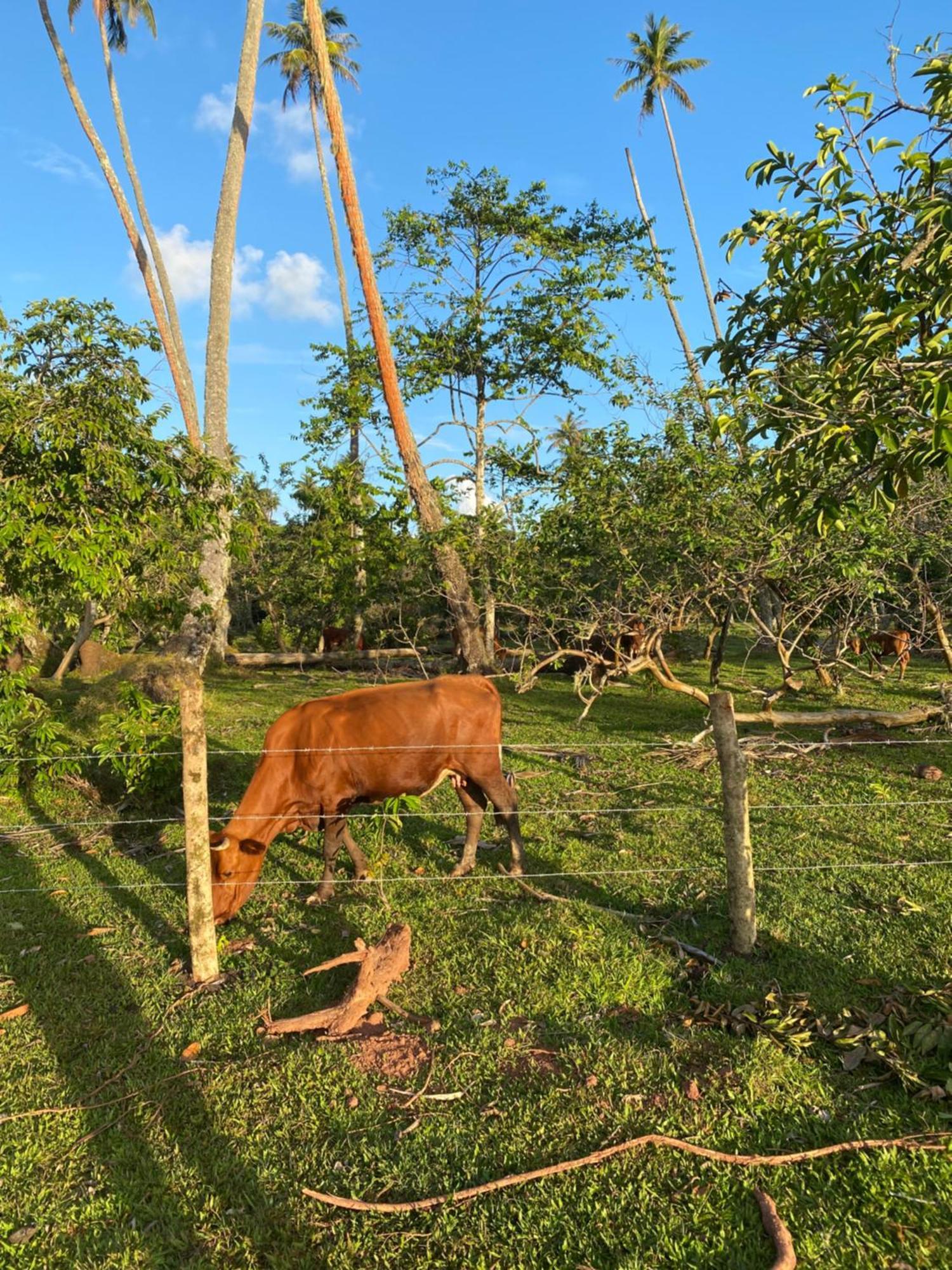 Huahine Serenity Cottage Maroe Buitenkant foto