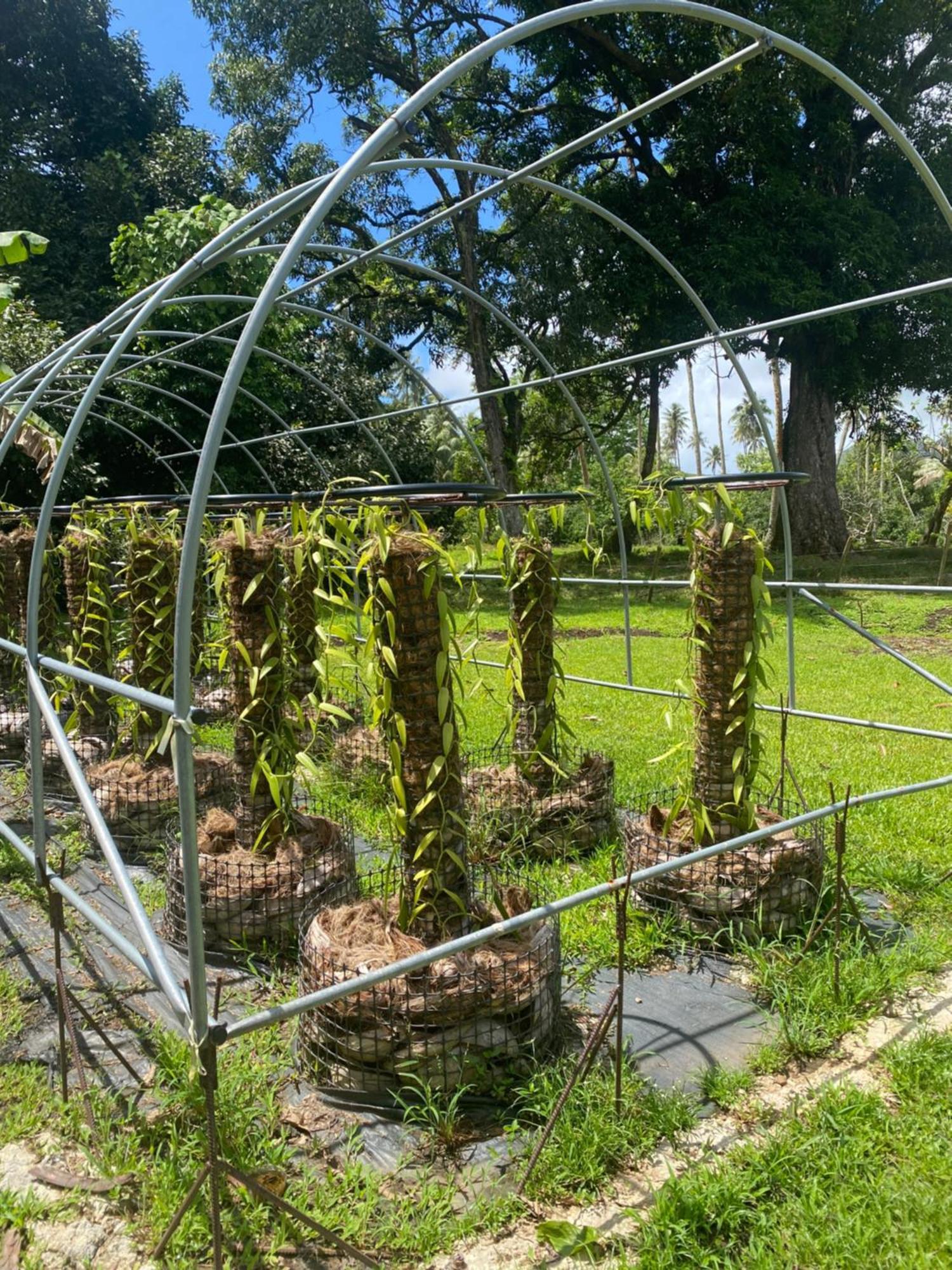 Huahine Serenity Cottage Maroe Buitenkant foto